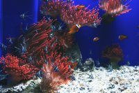 Hoeveel tijd en onderhoud kost het houden van een aquarium?